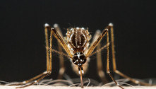 Algumas pessoas podem ser verdadeiros 'ímãs de mosquito'; entenda por quê 