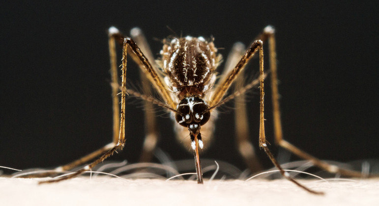 Fêmea do mosquito Aedes aegypti picando um pesquisador da Rockefeller University