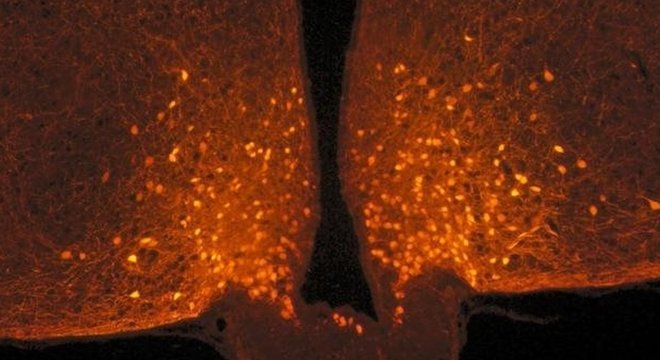 Os astrócitos cobrem os neurônios POMC antes de uma refeição, mas eles se retiram após a pessoa se alimentar, produzindo assim uma sensação de saciedade 