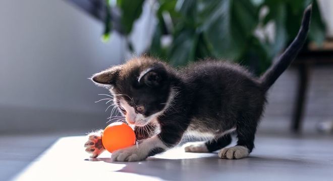 Imagem de um felino brincando com uma bola para ilustração do item