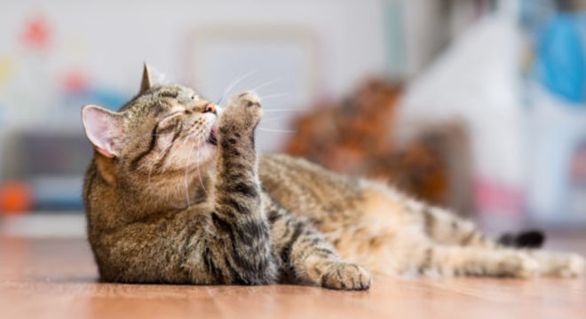 Imagem: Divulgação