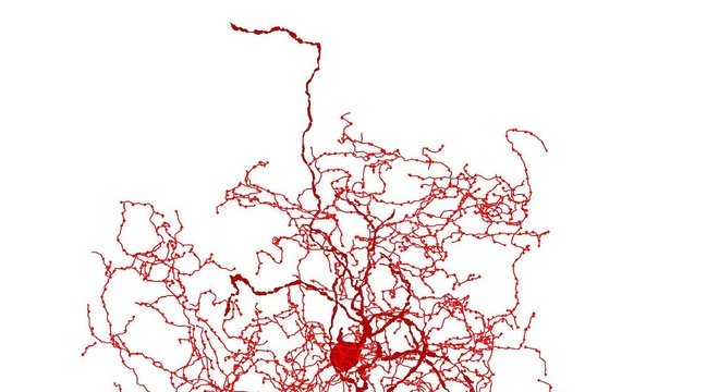 O neurônio rosa mosqueta só foi identificado até agora em seres humanos