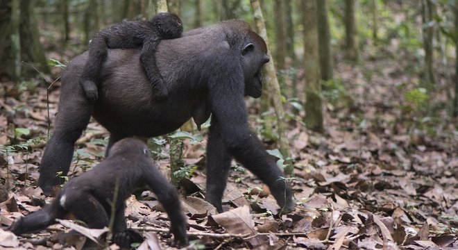 Os cientistas acreditam que as fêmeas optam por se acasalar com machos com base nessas interações 