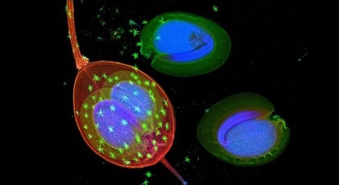 Pesquisadores usaram luz síncrotron, criada por um acelerador de partículas, para analisar estrutura da árvore