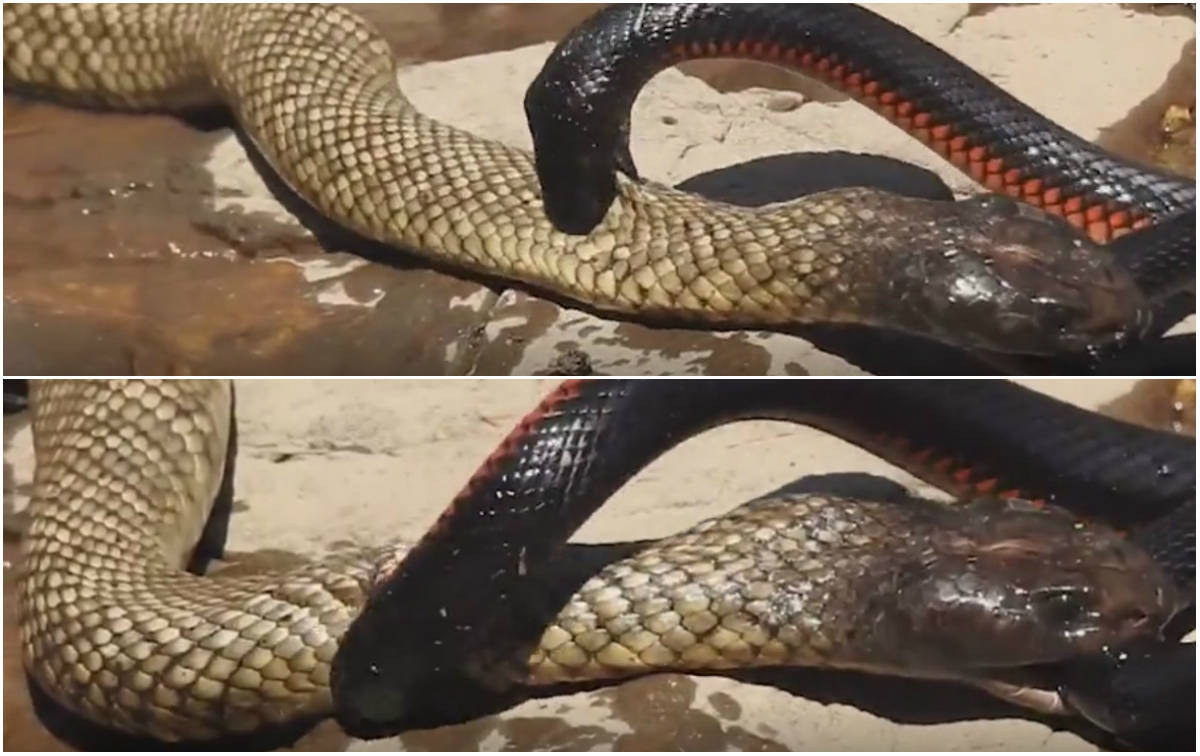 Saiba quais são as cobras do Pantanal