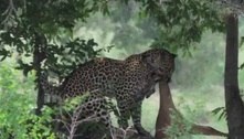 Impala escapa de crocodilo, mas é devorado por leopardo logo depois