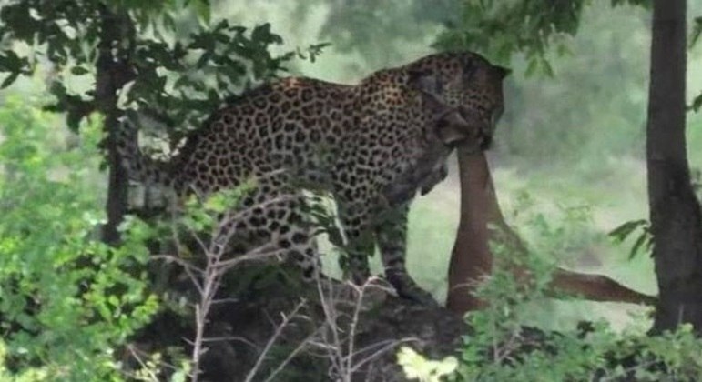 O vídeo triste ainda termina com o leopardo almoçando o impala na sombra