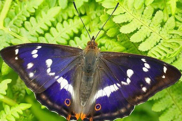 Imperador Roxo - O nome se deve aos machos que têm o azul púrpura nas asas. As fêmeas não têm essa tonalidade. Os machos ficam nas copas das árvores e as fêmeas descem para colocar ovos no solo. 