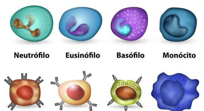 Imunidade, o que é? Definição, classificação, sistema imune e respostas