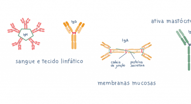 Imunidade, o que é? Definição, classificação, sistema imune e respostas
