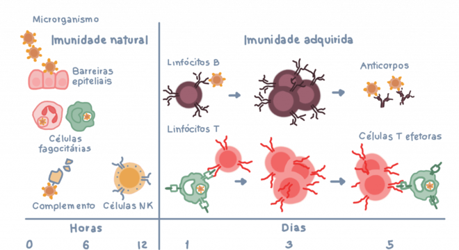 Imunidade, o que é? Definição, classificação, sistema imune e respostas
