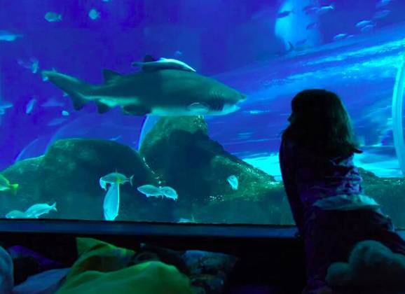  Inaugurado em 2016, o aquário tem 5 andares com mais de 5 mil animais de 350 espécies diferentes, como lagostas, cavalos-marinhos, águas-vivas, tubarões, peixe-palhaço, entre outras.