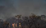 Incêndio ocorreu no Parque Burle Marx, na tarde desta segunda-feira (19); bombeiros combateram as chamas