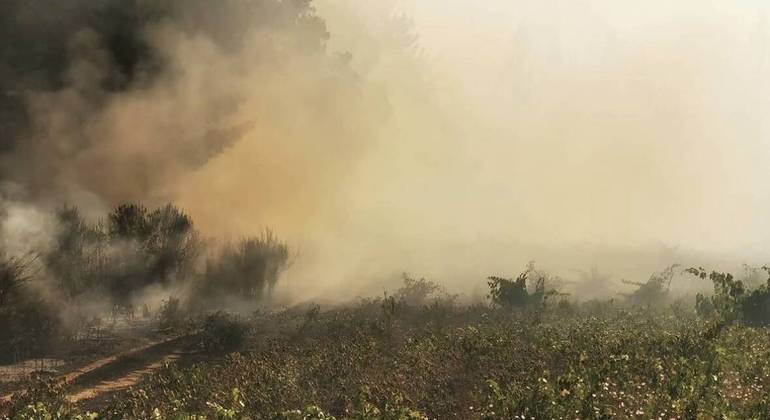 Incendio em vinhedo centenário no Sul do Chile