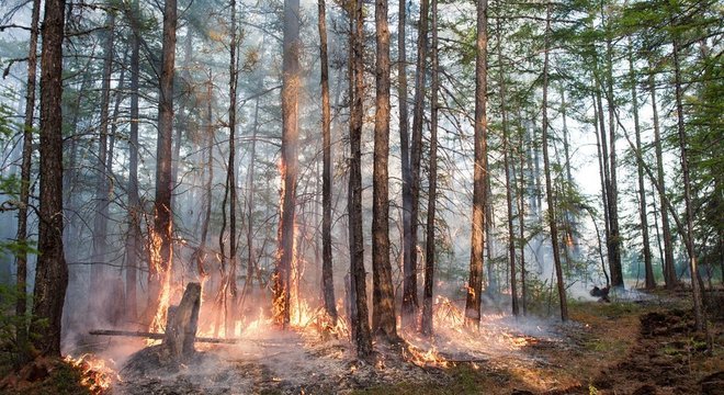 Fogos em florestas se tornaram mais comuns e recorrentes no Ártico