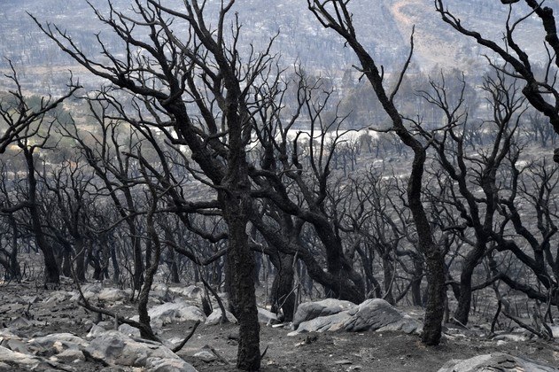 Pelo menos 30 pessoas morreram na província de El Tarf, a mais afetada, e um total de 128 incêndios foram registrados em 21 províncias do país, que deixaram mais de 160 pessoas feridas, várias delas em estado grave