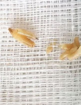 Os médicos usaram pinças para remover os invasores, e ainda descobriram que o tímpano do senhor havia sido perfurado pelos vermes devoradores