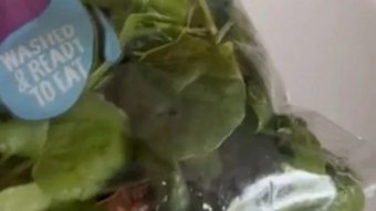 ¿Proteína libre o chatarra?  Una mujer encuentra un insecto vivo dentro de un envoltorio de ensalada – 7 en punto