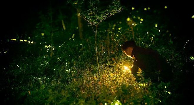insetos bioluminescentes
