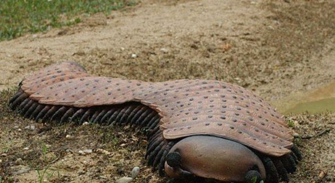 Insetos gigantes - principais exemplares de criaturas do passado