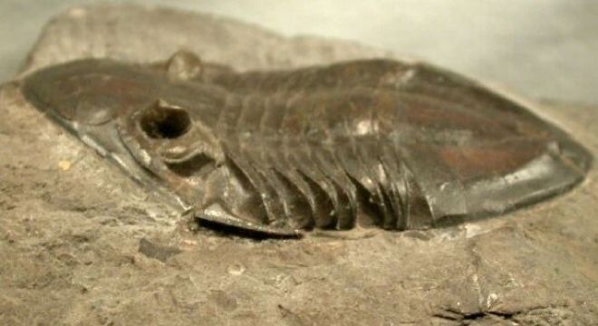 Insetos gigantes - principais exemplares de criaturas do passado