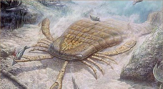 Insetos gigantes - principais exemplares de criaturas do passado