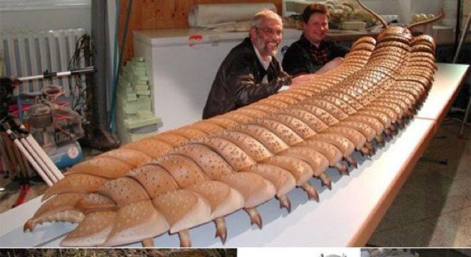 Insetos gigantes - principais exemplares de criaturas do passado