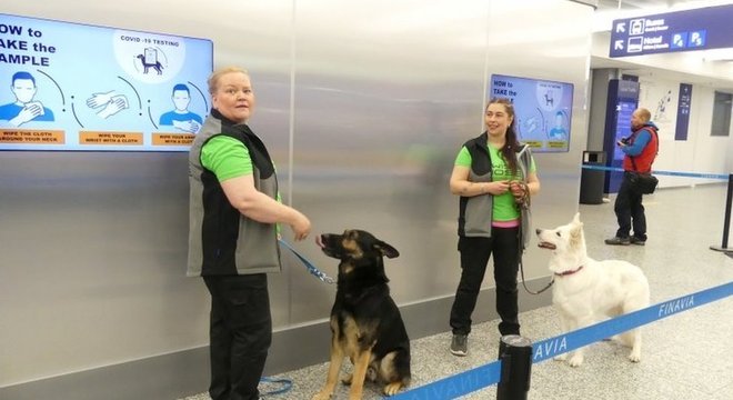 Cães farejados têm ajudado no combate à pandemia