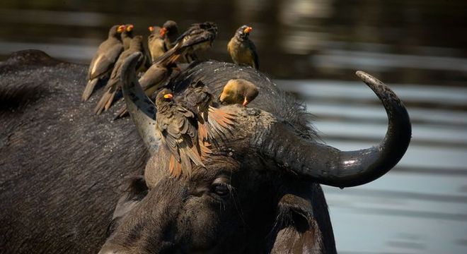 Interação entre organismos