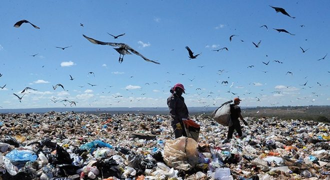 Interação entre urubus e o lixo humano 