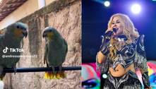 Até os animais se apaixonam por Joelma: Veja essa dupla de papagaios soltando a voz