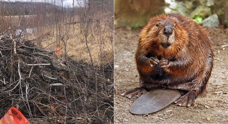 Castores deixaram metade de cidade canadense sem internet após roerem fiação