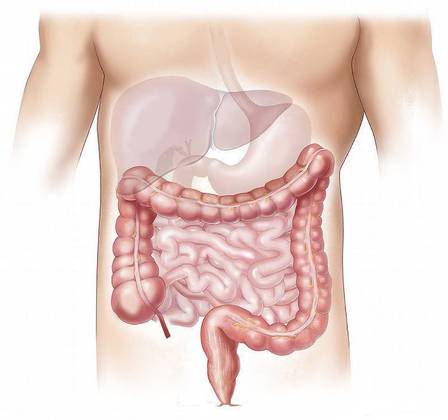 intestino intestino