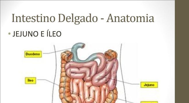 Intestino Delgado e as suas funções