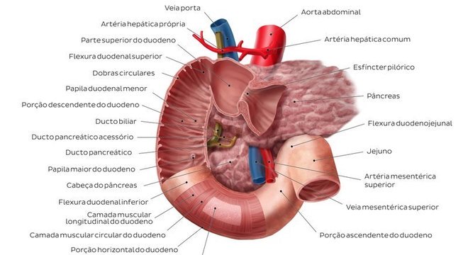 Intestino Delgado e as suas funções