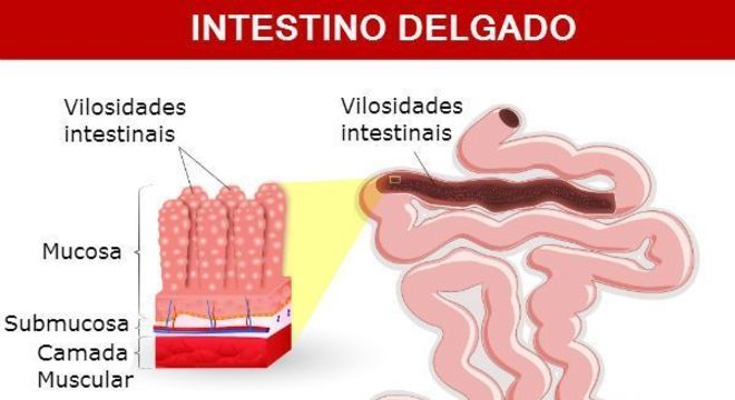 Intestino Delgado e as suas funções