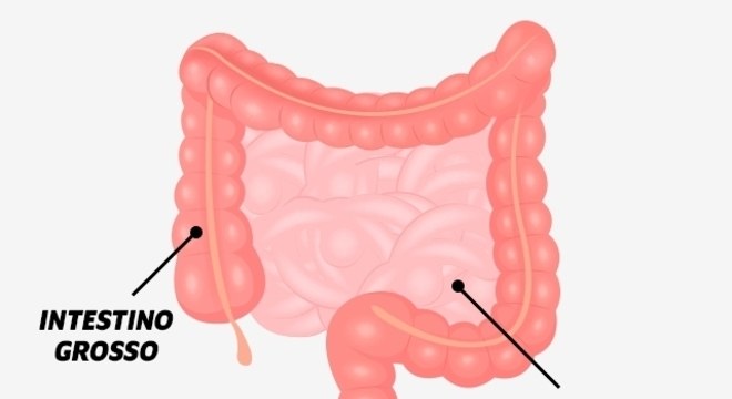 Intestino Delgado e as suas funções