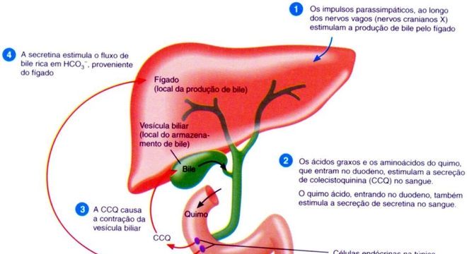 Intestino Delgado e as suas funções