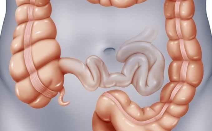 intestino grosso intestino grosso