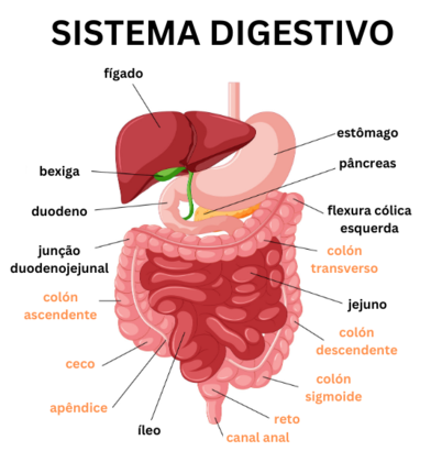 O cólon e o reto constituem o chamado intestino grosso; o primeiro tem aproximadamente 1,5 m de comprimento e se divide em quatro seções: cólon ascendente (onde fica uma bolsa chamada ceco), cólon transverso, cólon descendente e cólon sigmoide. É nessa parte do corpo que ocorre a absorção de água e sal da matéria alimentar que já passou pelo intestino delgado. O restante dessa massa vai para o reto, que são os 15 cm finais do sistema digestivo. Lá, fica armazenado até ir para o ânus na evacuação