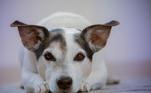 Além das doenças respiratórias comuns no inverno, não se pode deixar de lado outros cuidados que devem ser mantidos durante o ano inteiro, como a prevenção de pulgas e carrapatos em cães e gatos, e a prevenção do mosquito-palha, transmissor da leishmaniose visceral canina. Esses parasitas podem causar doenças graves aos pets, sendo que algumas delas podem inclusive afetar a famíliaVeja mais: Confira vantagens e dicas para adotar animais adultos
