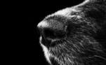 Gripe nos animais de estimaçãoOs vírus são transmitidos quando um cachorro saudável tem contato com um cachorro infectado. Por exemplo, por meio da secreção nasal, ou quando o contato acontece por objetos e locais contaminados, como bebedouros, comedouros e brinquedos