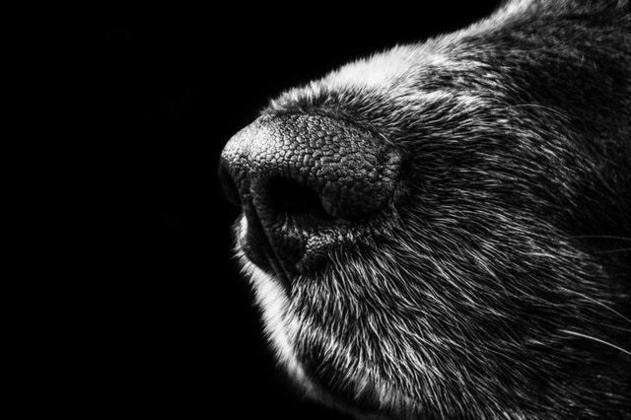 Gripe nos animais de estimaçãoOs vírus são transmitidos quando um cachorro saudável tem contato com um cachorro infectado. Por exemplo, por meio da secreção nasal, ou quando o contato acontece por objetos e locais contaminados, como bebedouros, comedouros e brinquedos