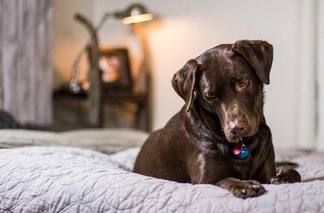 As doenças respiratórias afetam cães e gatos principalmente no inverno, por causa do tempo seco associado a um ambiente fechado e sem ventilação, com sintomas parecidos aos dos humanos. Quem explica quais cuidados devem ser tomados é Kathia Almeida Soares, médica-veterinária e coordenadora técnica na MSD Saúde Animal