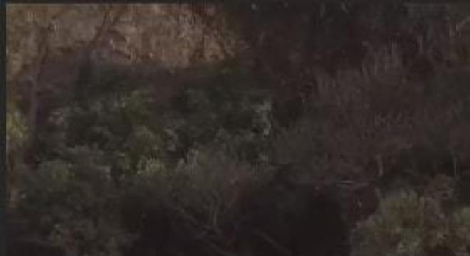 isis valverde ensaio gestante selva