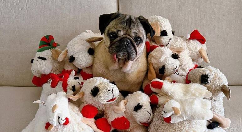 @itsdougthepug