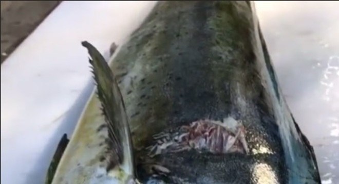 ivete sangalo daniel cady