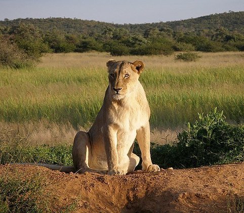 Já as leoas medem de 2,40 a 2,70 metros de comprimento por 60 a 90 cm de altura. E pesam entre 120 e 185 quilos. 