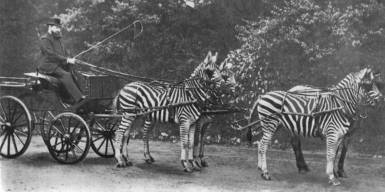 Já houve até tentativa de domesticar zebras ou de colocá-las para puxar charretes. Mas não deu certo, pois, diferentemente dos cavalos, elas têm temperamento arisco e agressivo. E não se prestam para domesticação.
