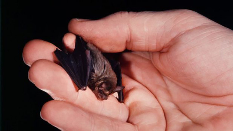 Já o menor morcego do mundo é o Nariz-de-Porco-de-Kitti, que, por sinal, é o menor mamífero do planeta. Ele é encontrado na Tailândia e em Myanmar. Tem apenas 3 cm de envergadura e pesa 2 gramas. 